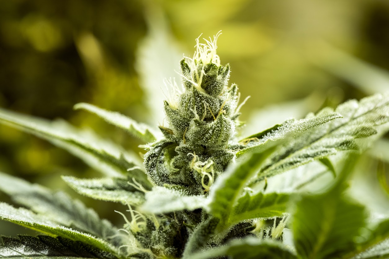 How To Buy Medical Marijuana In Massachusetts